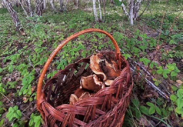 Саратовские депутаты решили взять под защиту редкие грибы