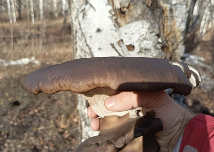 5fezvzsctf6u12jly53eutnveyrvj9d6