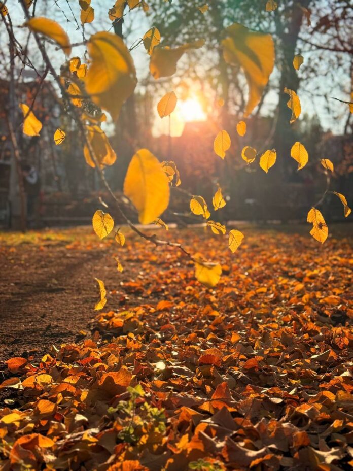 осень_листопад