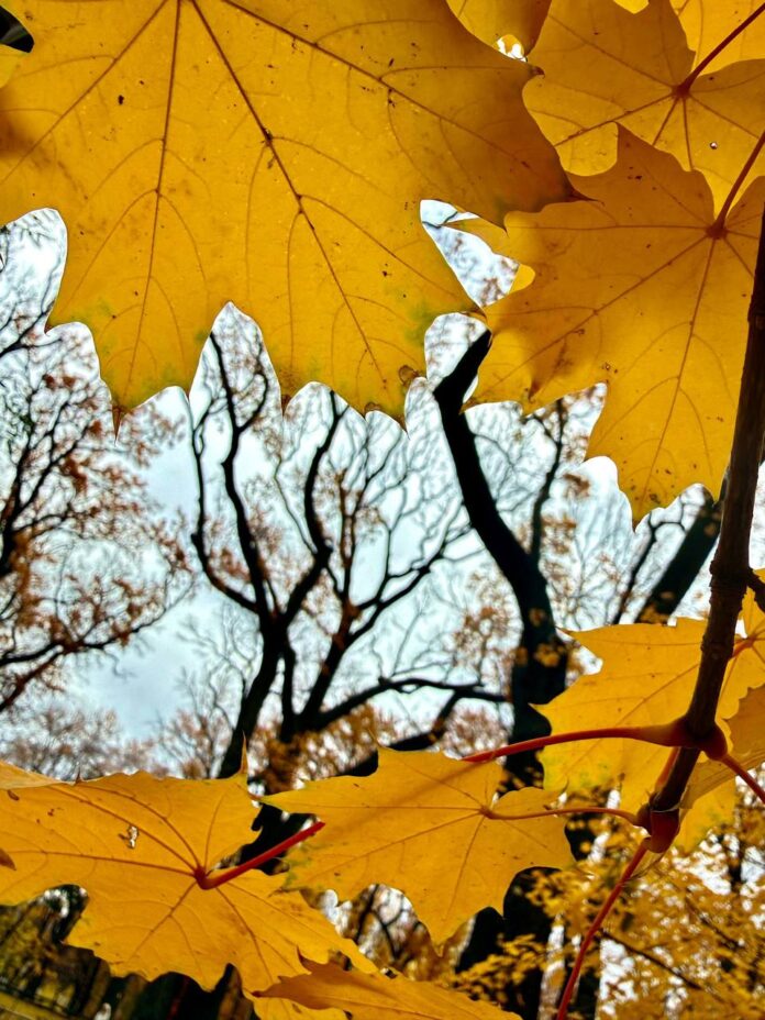 осень_листья