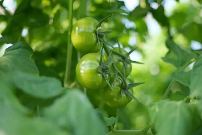 помидор_теплица