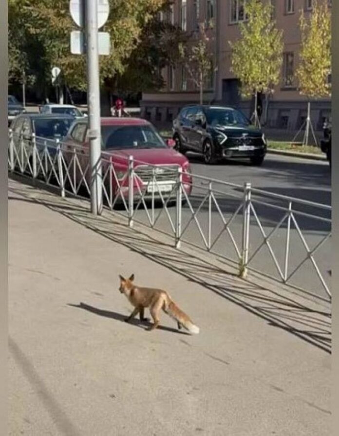 лиса